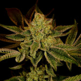 Super Lemon Haze Autoflower Cannabis Plant